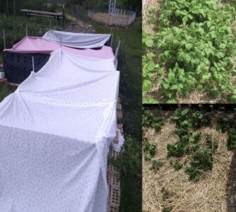 ‘Taters Gone Wild: Troubleshooting Cold Weather and Potato Pests Image